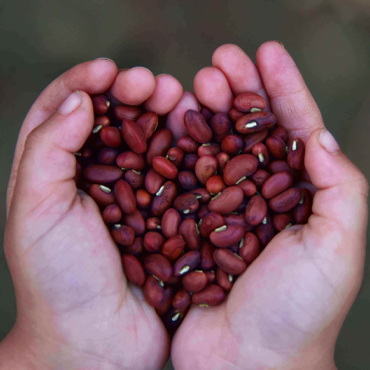 HP Seed Seasonal crops