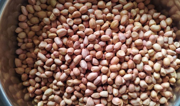 HP Seeds Nuts
