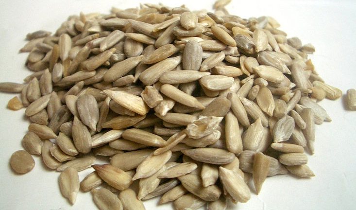 HP Seeds Sunflower Seeds